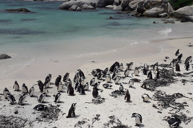 Penguins Cape of Good Hope, Cape Point Private Tour - False Bay, mountain views, and the Cape wind