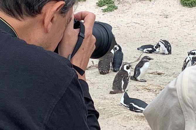 Penguins, Cape Point & Table Mountain. - Hout Bay, harbor time, and the seal option