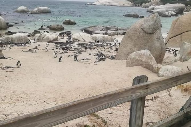 Penguins Viewing, Cape of Goodhope and Winelands Region - The drive from the coast to wine country