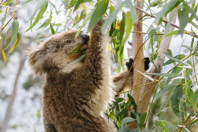 Phillip Island Day Trip from Melbourne with Penguin Plus Viewing Platform - Who will enjoy this day most?