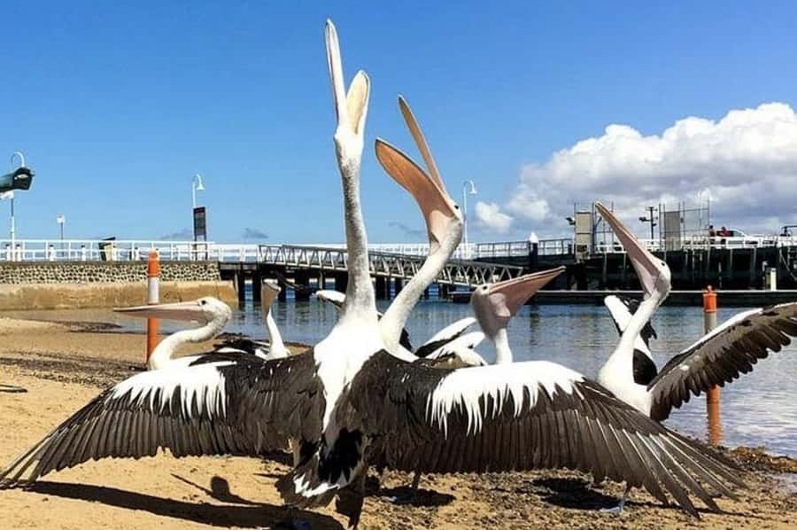 Phillip Island: Golden Hour Penguin Express Tour - Why the Penguin Parade is worth the evening