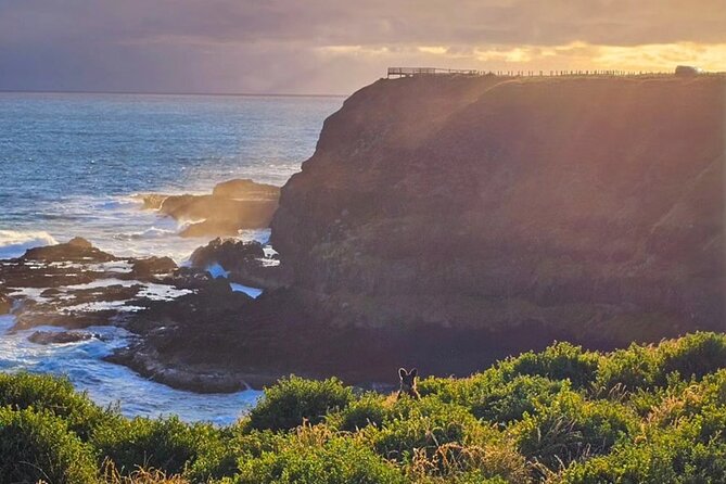 Phillip Island: Golden Hour Penguin Express Tour w/ Island Pickup - A twilight drive through Summerlands