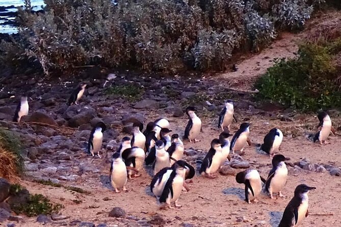 Phillip Island: Golden Hour Penguin Express Tour w/ Island Pickup - What to bring and how to prepare