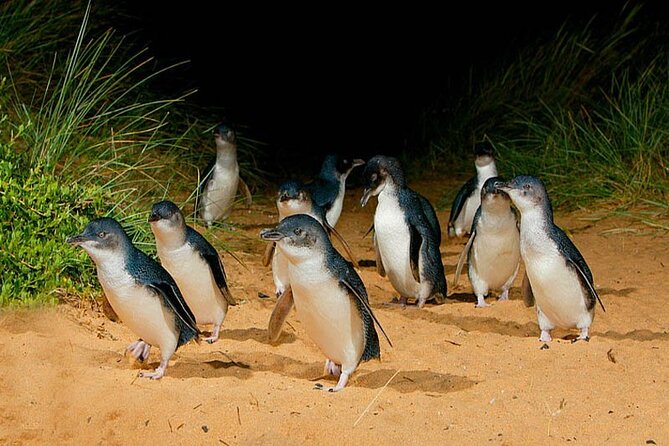 Phillip Island: Golden Hour Penguin Express Tour w/ Island Pickup - Cowes gives you 30 minutes to slow down