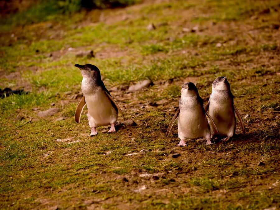 Phillip Island: Golden Hour Penguin Express Tour - Cowes gives you a quick taste of island life