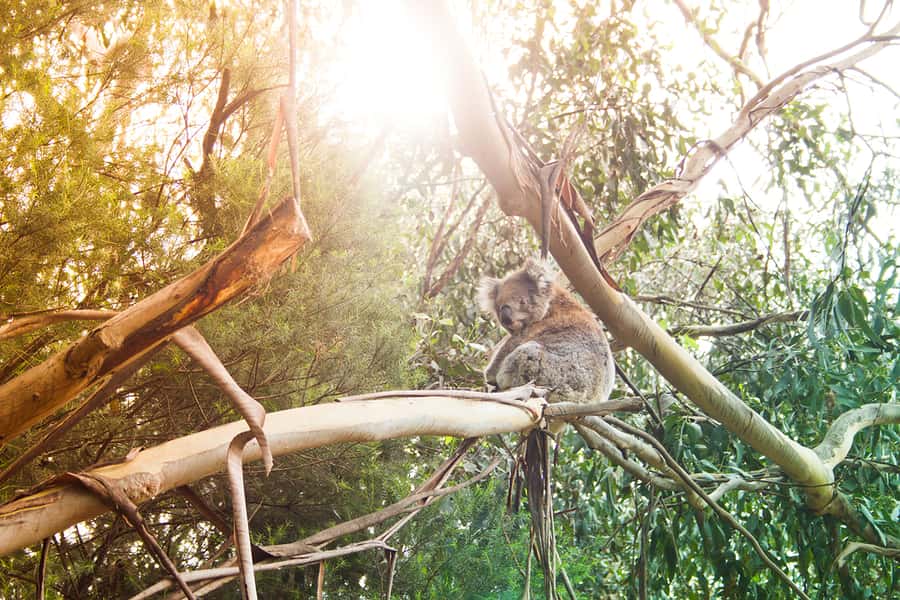 Phillip Island: Hike and Penguin Parade - 8 pax Small Tour - My call: a full Phillip Island day with a clear tradeoff