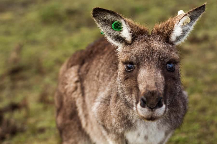 Phillip Island: Hike and Penguin Parade - 8 pax Small Tour - Is the price worth it?