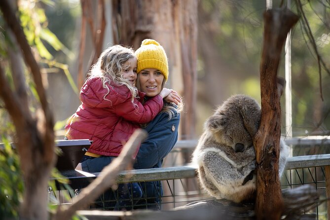 Phillip Island Penguin and Koala Highlights Day-Trip from Melbourne - Meeting koalas on the treetop boardwalks