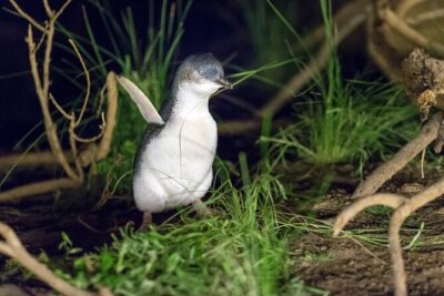 Phillip Island Penguin and Koala Highlights Day-Trip from Melbourne