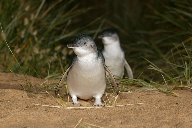 Phillip Island Penguin and Koala Highlights Day-Trip from Melbourne - The Nobbies boardwalk and Phillip Island’s rough coast