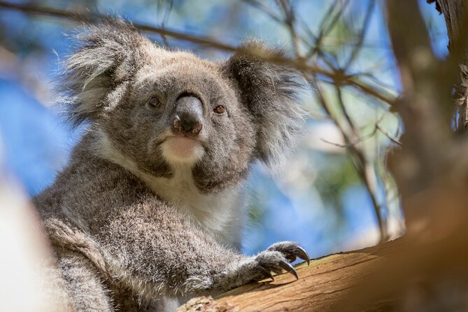 Phillip Island Penguin and Koala Highlights Day-Trip from Melbourne - Cold weather is the practical issue people underestimate