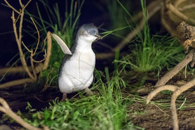 Phillip Island Penguin and Koala Highlights Day-Trip from Melbourne - The Melbourne departure and the long road south