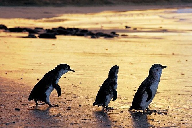 Phillip Island Penguin and wildlife Tour - Key points at a glance