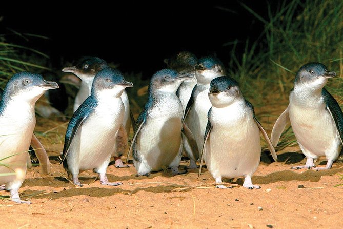 Phillip Island Penguin and wildlife Tour - A 90-minute introduction to Australian wildlife