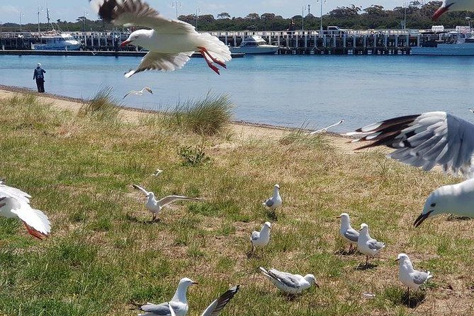 Phillip Island Penguin and wildlife Tour - The small group changes the feel of the trip