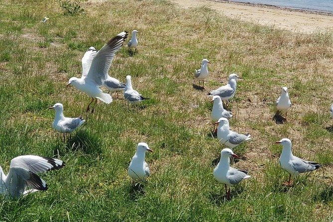 Phillip Island Penguin and wildlife Tour - What the $159.23 price covers