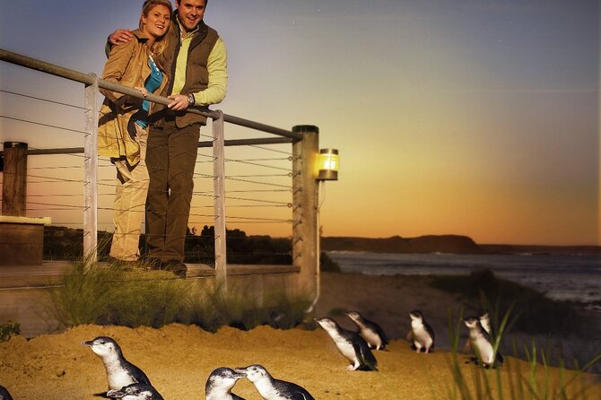 Phillip Island & Penguin Parade Afternoon Eco Tour from Melbourne - Why the little penguins are worth the long evening