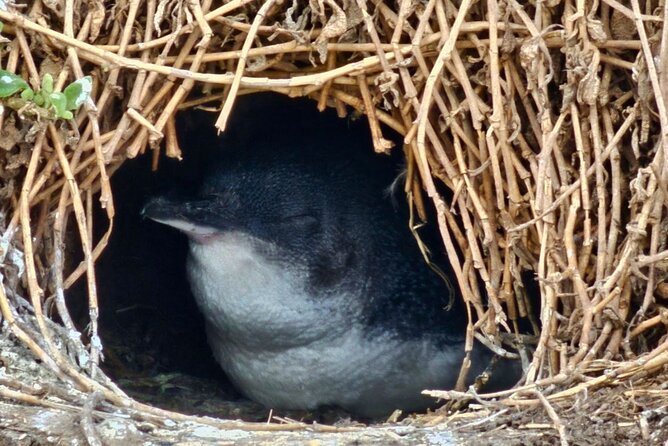 Phillip Island & Penguin Parade Afternoon Eco Tour from Melbourne - The afternoon format makes sense for Melbourne