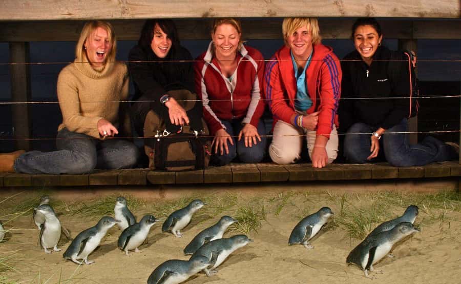 Phillip Island Penguin Parade Afternoon Tour from Melbourne - Key things to know before you book
