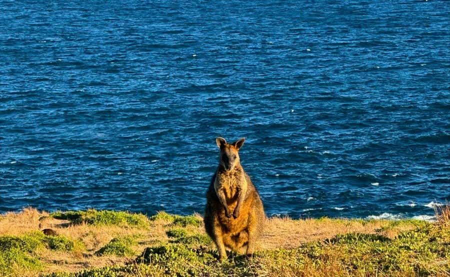 Phillip Island Penguin Parade Afternoon Tour from Melbourne - Dinner and the long ride home