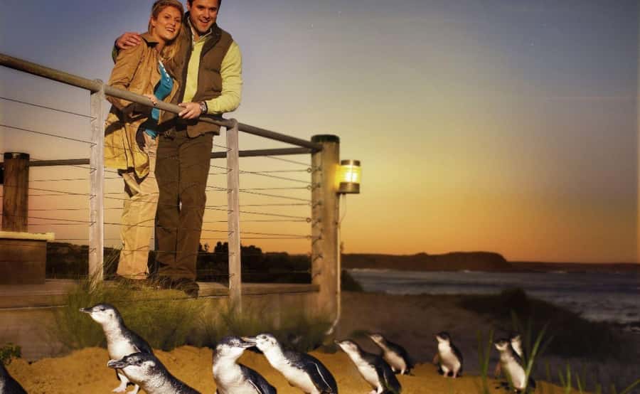 Phillip Island Penguin Parade Afternoon Tour from Melbourne - Who will enjoy this Phillip Island tour?