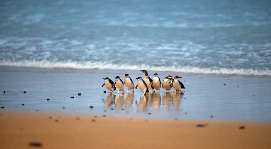 Phillip Island: Penguin Parade and Multi Attraction Pass - Churchill Island Heritage Farm brings the past to life