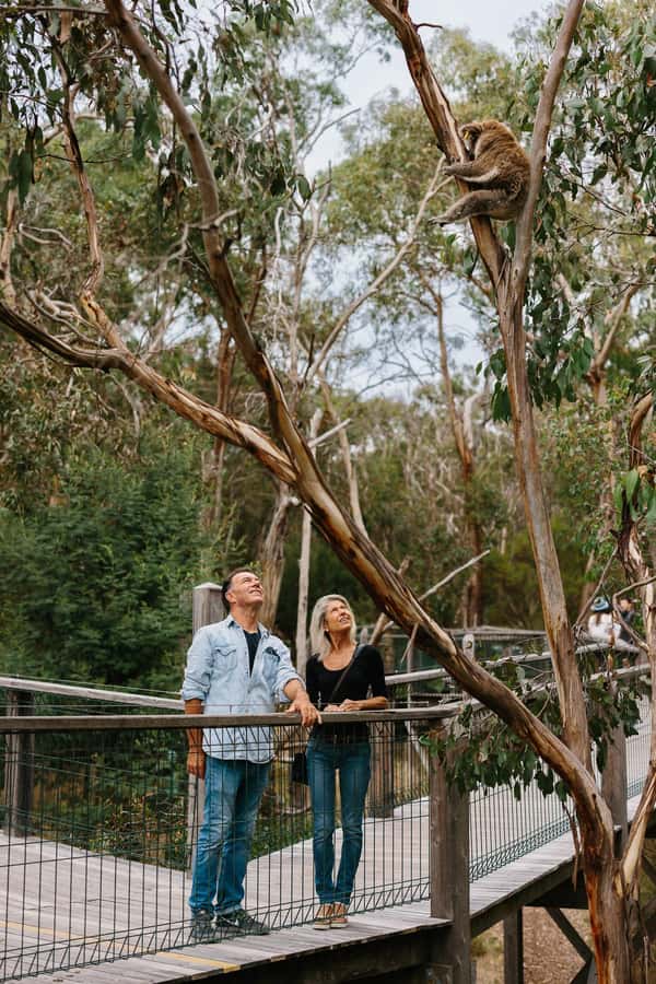 Phillip Island: Penguin Parade and Multi Attraction Pass - Getting around Phillip Island without included transfers