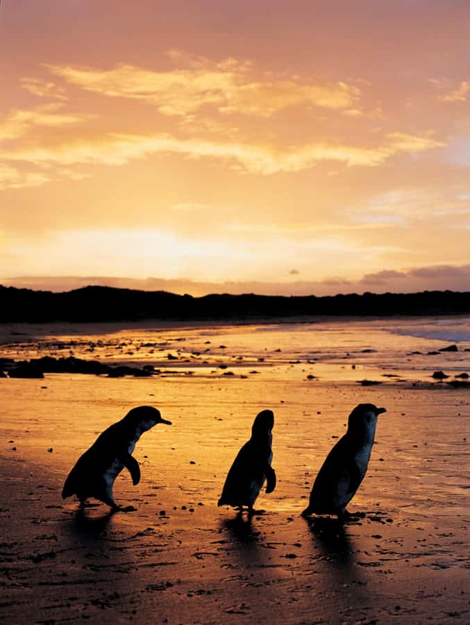 Phillip Island: Penguin Parade and Multi Attraction Pass - A wildlife experience that depends on respectful behavior