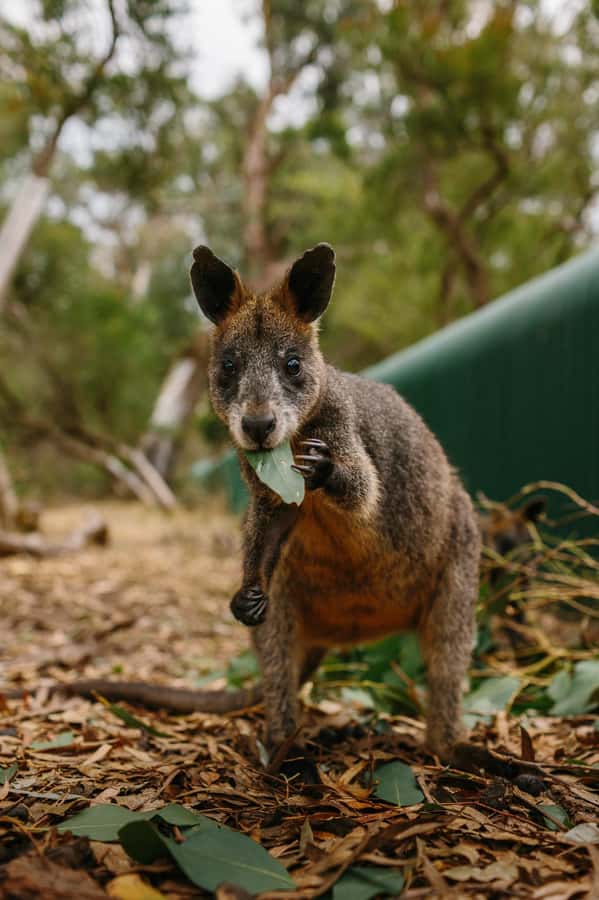 Phillip Island: Penguin Parade and Multi Attraction Pass - Should you book the Penguin Parade and Multi Attraction Pass?