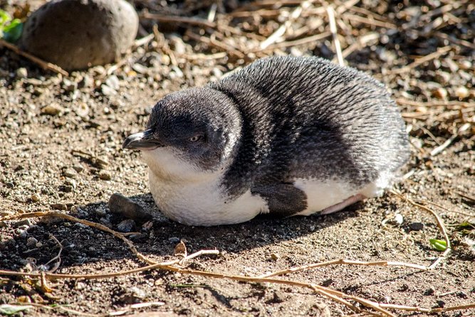 Phillip Island Penguin Parade Day Trip with Koalas from Melbourne - Key points at a glance