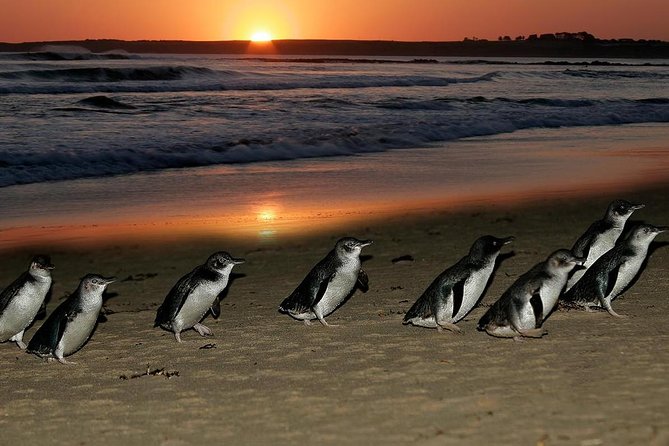 Phillip Island Penguin Parade Day Trip with Koalas from Melbourne - Cowes gives you a practical food break