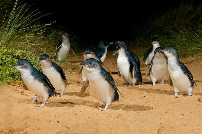 Phillip Island Penguin Parade Day Trip with Koalas from Melbourne - The Nobbies offers cliffs, water, and quick views
