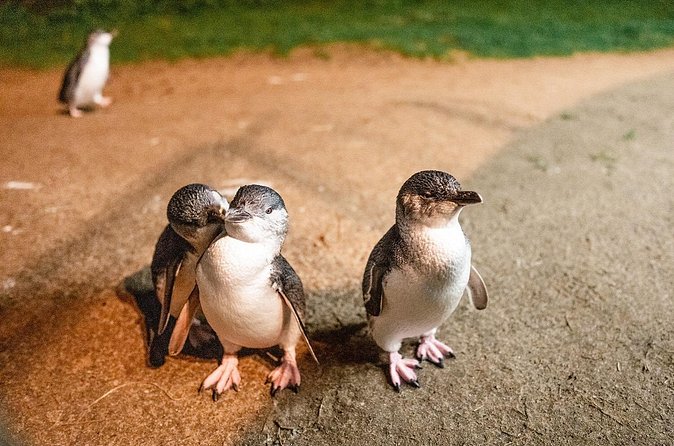 Phillip Island Penguin Parade Express Tour from Melbourne - How the price compares with doing it yourself