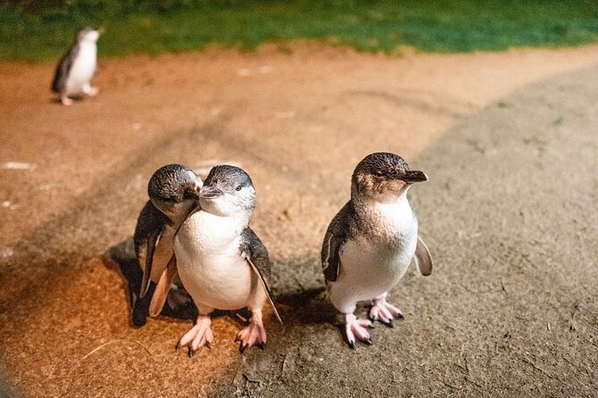 Phillip Island Penguin Parade Small-Group with Lunch and Wine - Starting with coffee at the Arts Centre