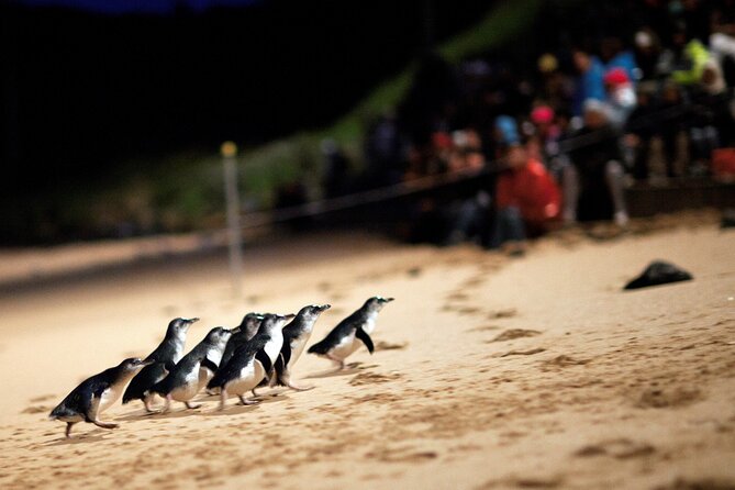 Phillip Island Penguin Parade, Wildlife and Beach Boxes Bus Tour - Why the penguin parade is worth the long day