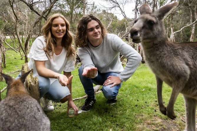 Phillip Island Penguin Parade, Wildlife and Beach Boxes Bus Tour - What to eat and what to carry