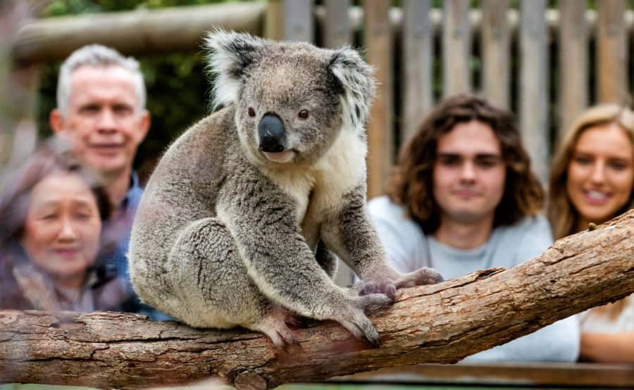 Phillip Island Penguin Parade with Expert Local Guide - Key points to know before you book