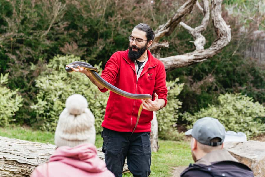 Phillip Island Penguin Parade with Expert Local Guide - Moonlit Sanctuary brings Australia’s wildlife close
