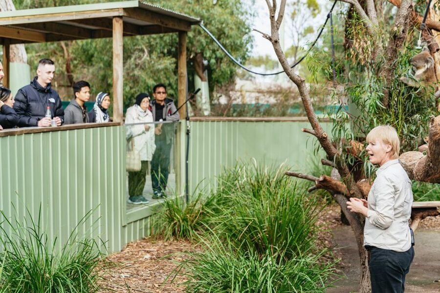 Phillip Island Penguin Parade with Expert Local Guide - The Penguin Parade is cold, dark, and unforgettable