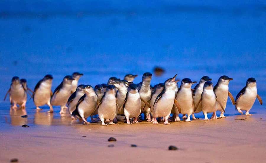 Phillip Island Penguin Parade with Expert Local Guide - A full day from Melbourne, not a quick island outing