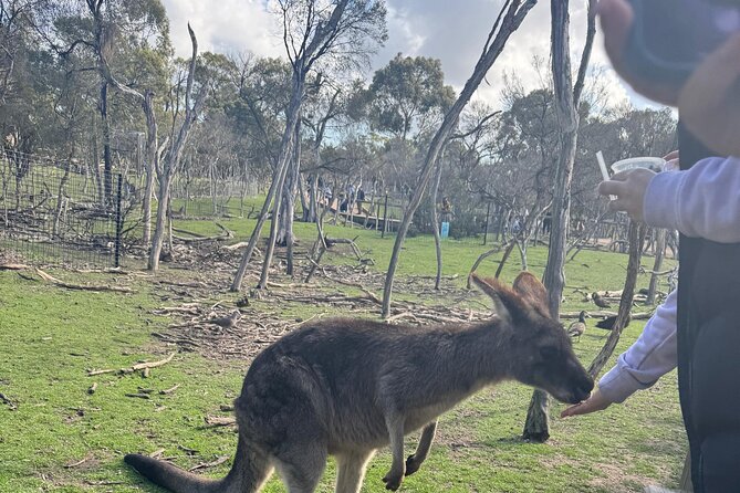 Phillip Island Penguins and Moonlit Sanctuary Private Day Tour - Cowes offers a useful hour for food and a break