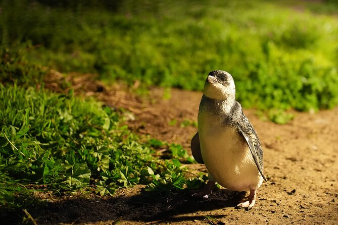Phillip Island Penguins and Moonlit Sanctuary Private Day Tour - The Nobbies boardwalk brings in Bass Strait views