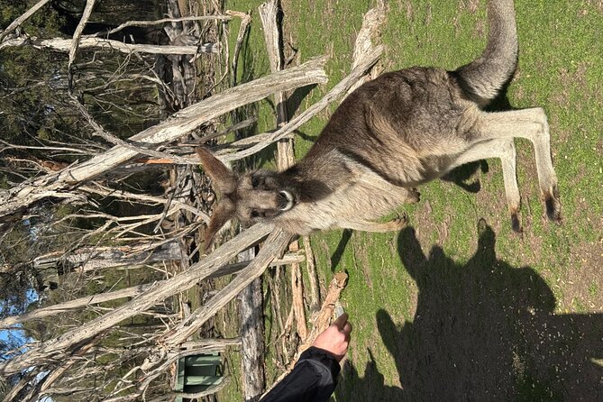Phillip Island Penguins and Moonlit Sanctuary Private Day Tour - A private vehicle changes how the day feels