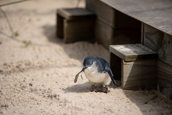 Phillip Island Penguins and Moonlit Sanctuary Private Day Tour - The day suits wildlife fans who do not want to self-drive