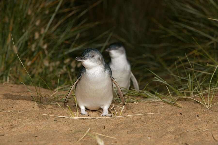 Phillip Island: Penguins and Wildlife Full-Day Tour - Who will enjoy this Phillip Island day trip