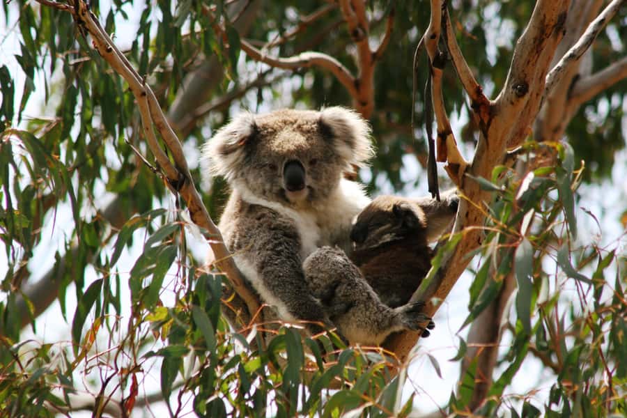 Phillip Island: Penguins and Wildlife Full-Day Tour - The road trip shapes the whole experience