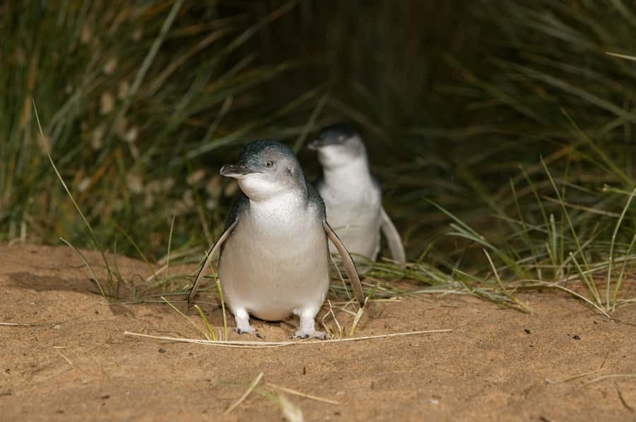 Phillip Island: Penguins and Wildlife Full-Day Tour - What to pack for the island