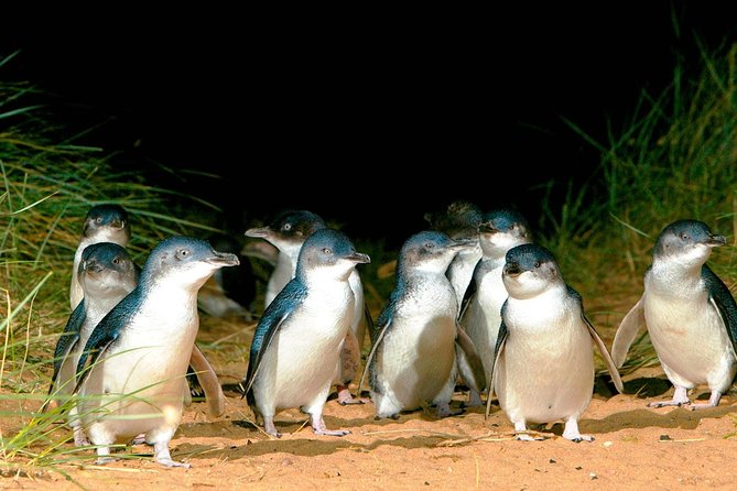 Phillip Island Penguins Private Adventure - Key points to know before booking