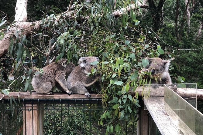Phillip Island Penguins Private Adventure - What the price means for your group