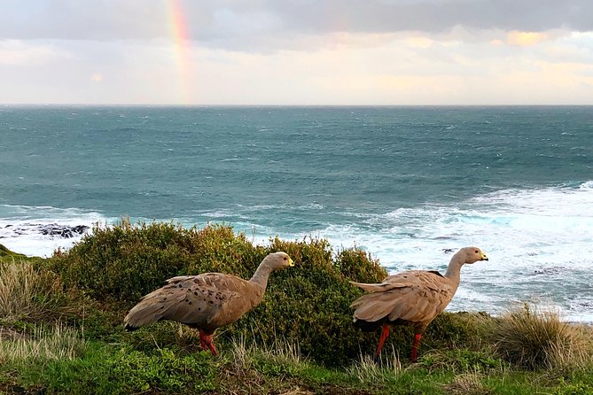 Phillip Island Penguins Private Adventure - Who will enjoy this tour most